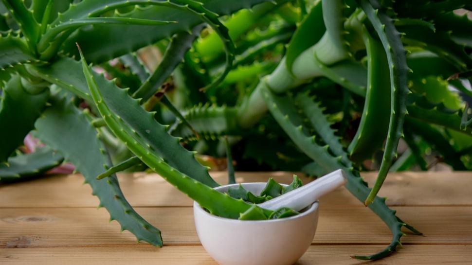 Resmen evin havasını temizliyor! Vakum gibi 7 bitki