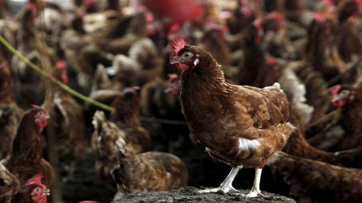 Hatay'da ku gribi karantinas