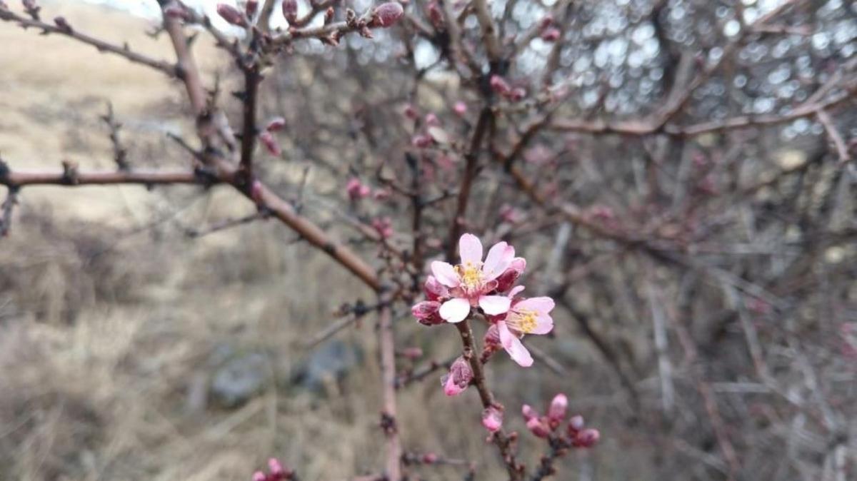 Bir yanda kar ya bir yanda nevruz ve badem iekleri