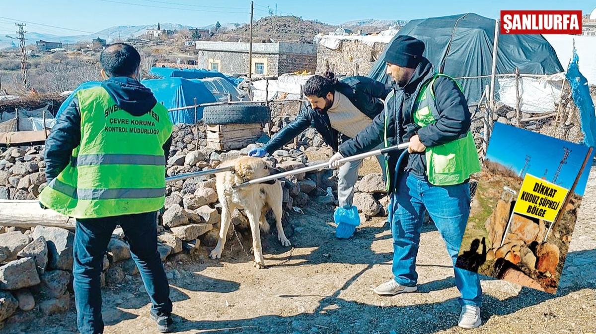 Urfa ve Mersin'de kpek deheti