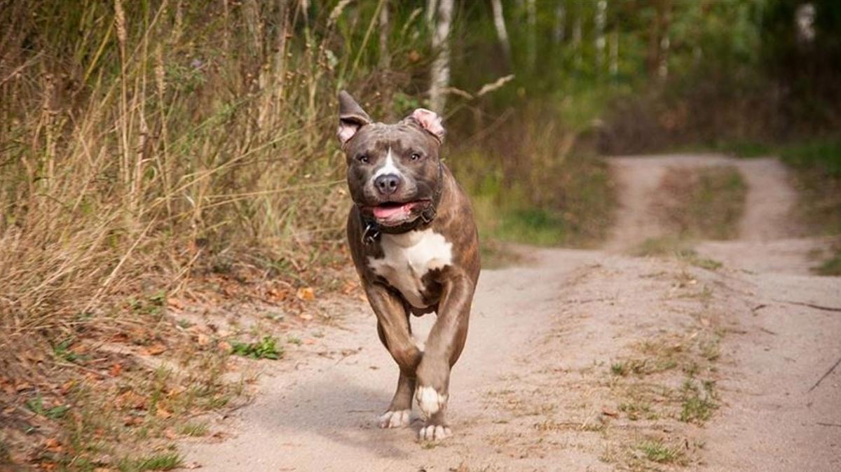 Kocaeli'de babo pitbull deheti!