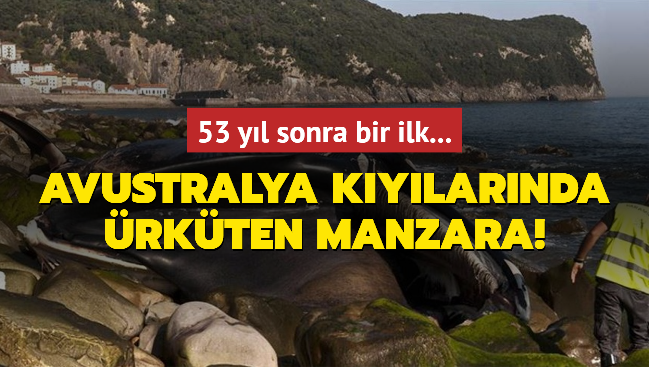 Avustralya kylarnda rkten manzara! 53 yl sonra bir ilk...