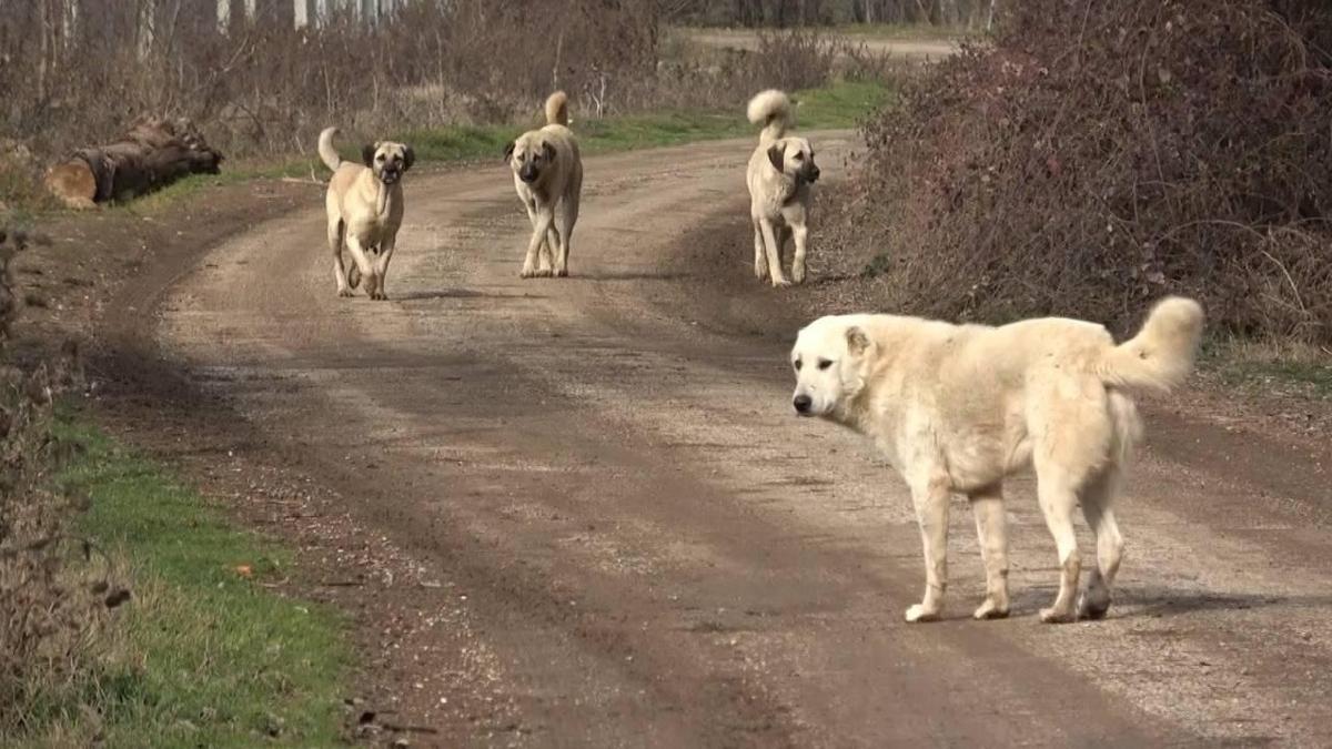 Diyarbakr'da babo kpekler iin yeni karar: Vatandalarmzn zgr yaamalarn salayacaz