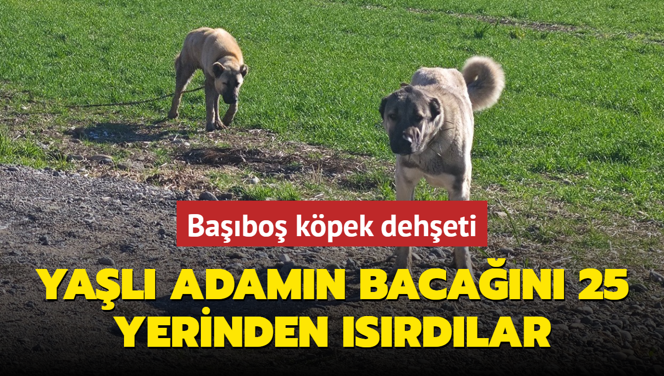 Babo kpek deheti: Yal adamn bacan 25 yerinden srdlar