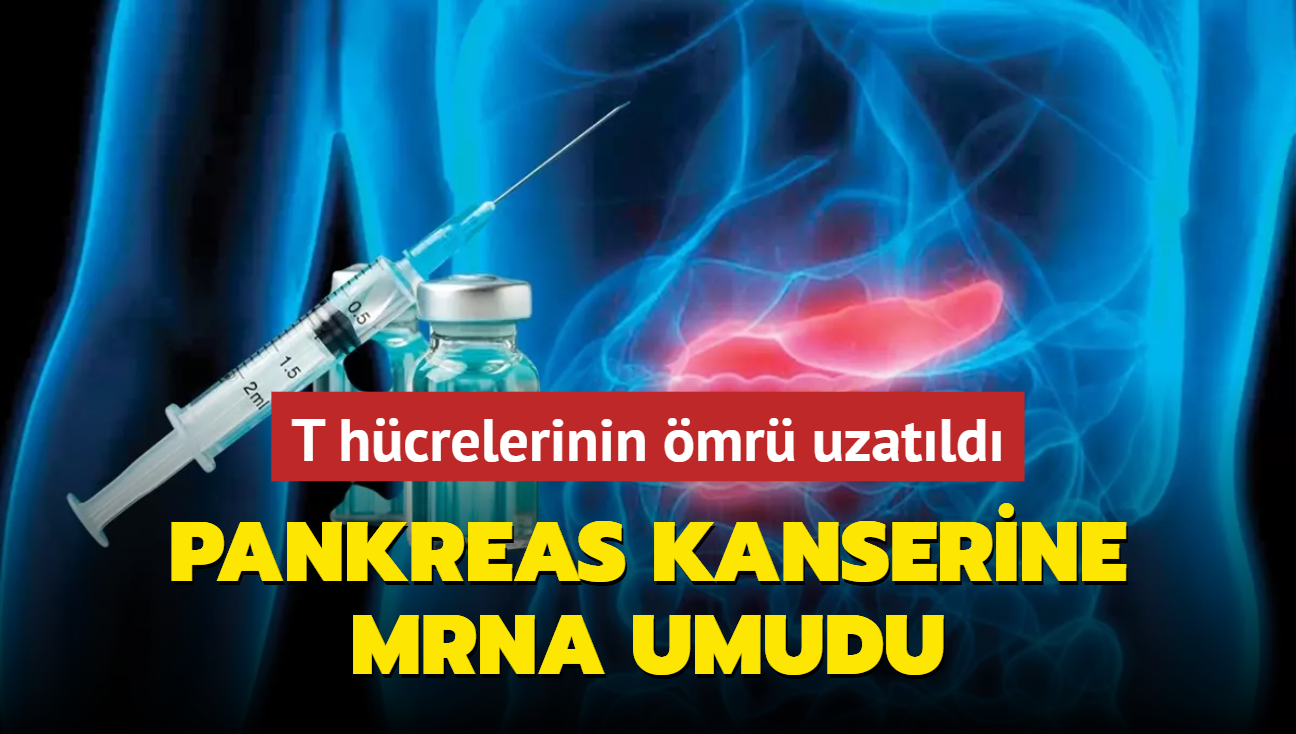 En lmcl hastalklardan pankreas kanserine mRNA umudu... T hcrelerinin mr uzatld