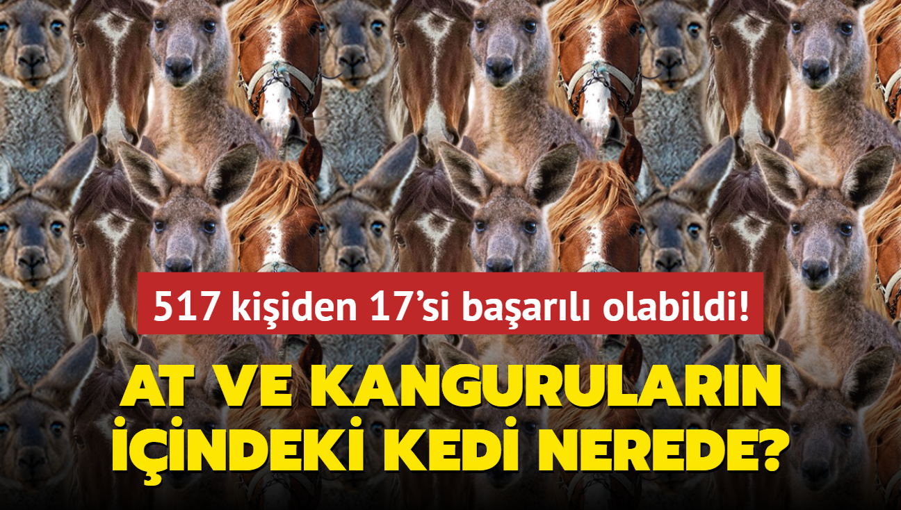 Zeka testi: At ve kangurularn iindeki yavru kedi nerede" 517 kiiden 17'si baarl olabildi