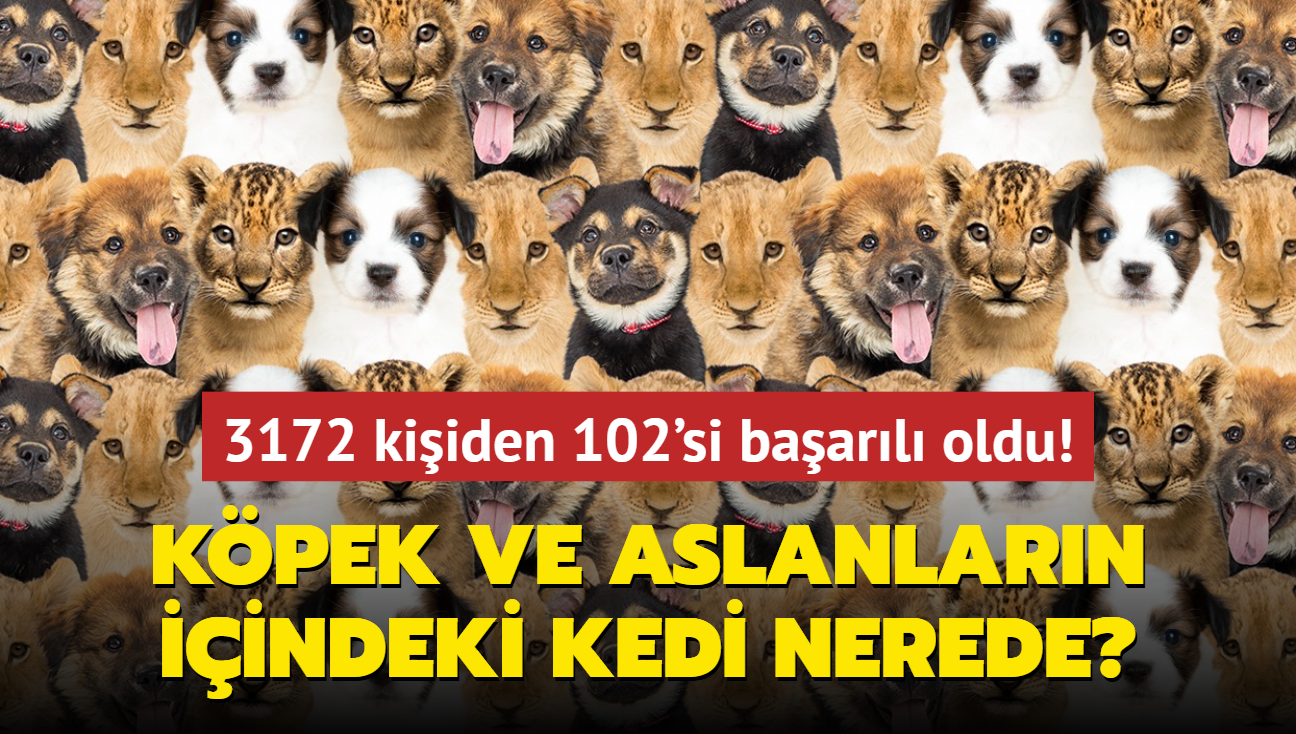 Zeka testi: Yavru kpek ve aslanlarn iindeki kedi nerede" 3172 kiiden 102'si baarl oldu