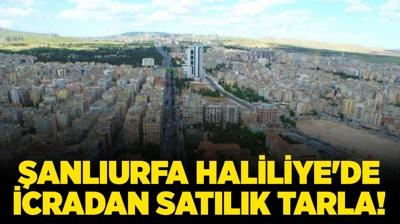 anlurfa Haliliye'de 13635 metrekare icradan satlk tarla!