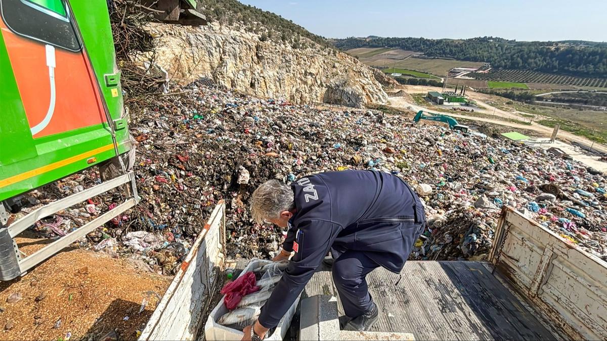 Salksz koullarda tanan 750 kilogram balk imha edildi