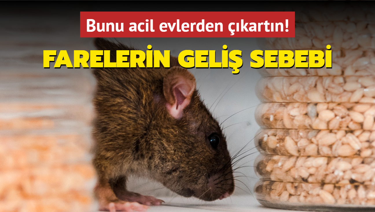 Farelerin geli sebebi belli oldu! Bunu acil evlerden kartn, kimsenin aklna gelmezdi