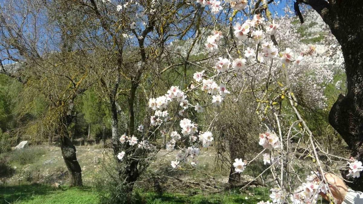 Mula'ya bahar geldi; badem aalar erken iek at