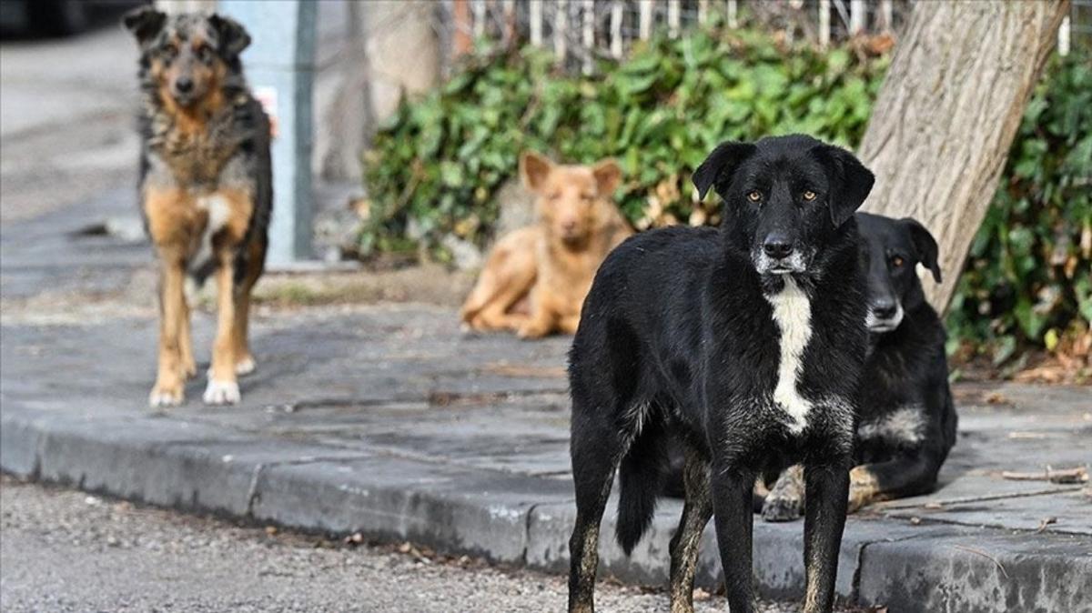 Valilikten belediyelere sahipsiz hayvanlar iin genelge: 17 Mart'a kadar tamamlayn