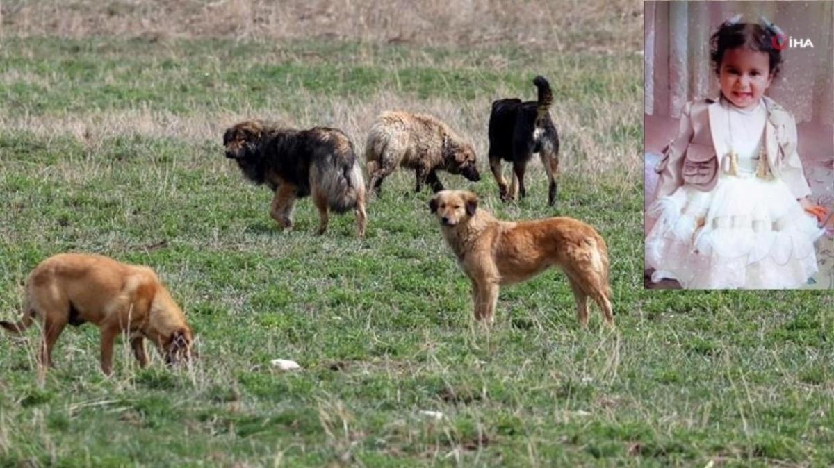 Konya'da babo kpek deheti... 2 yandaki Rana kurtarlamad 