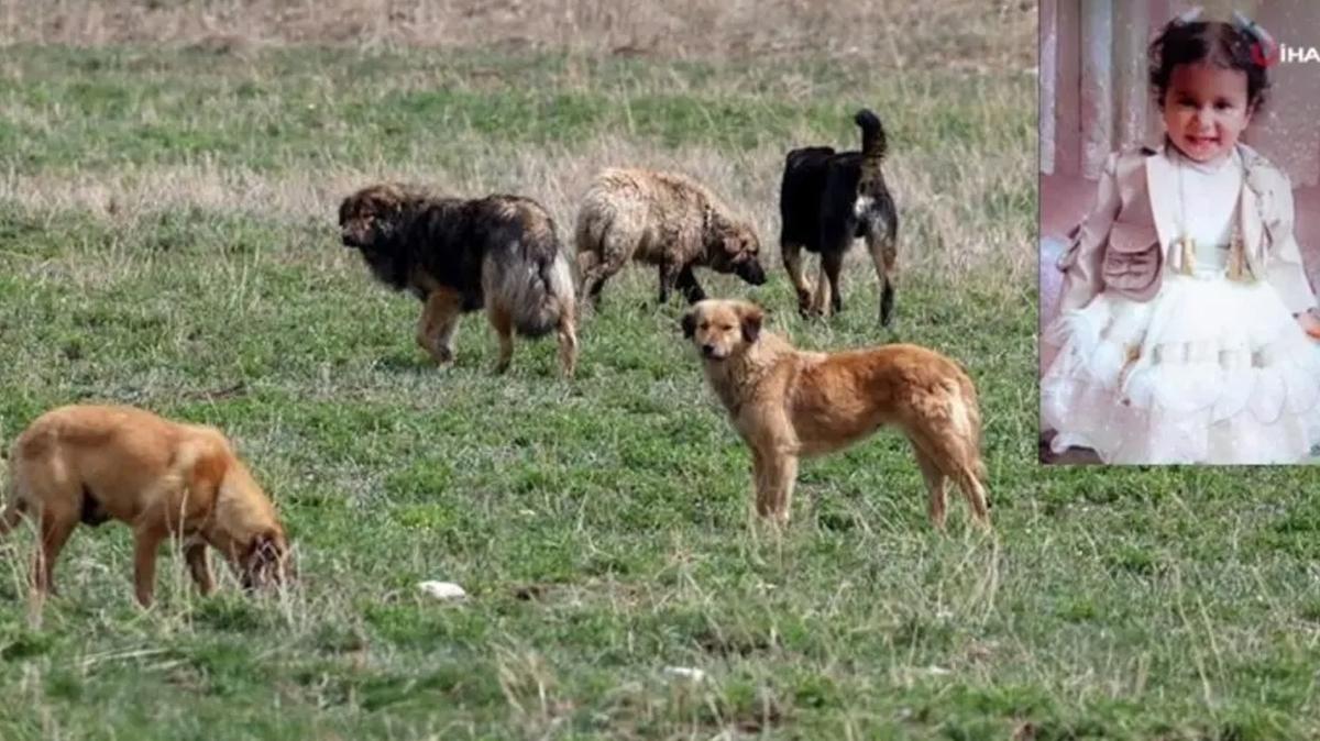 Minik Rana kpeklerin saldrsnda hayatn kaybetmiti: Grevini hakkyla yapmayanlar var