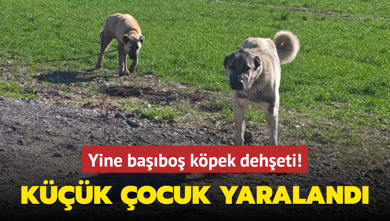 Yine babo kpek deheti! 6 yandaki ocuk yaraland