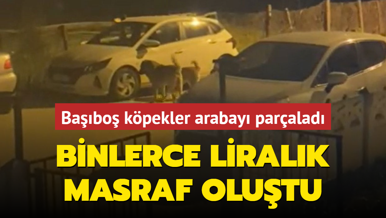 Babo kpekler arabay paralad... Binlerce liralk masraf olutu