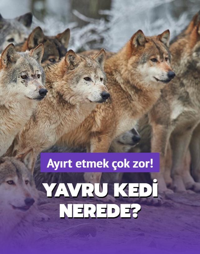 Zeka testi: Ayrt etmek ok zor! Kurtlarn iindeki yavru kedi nerede?