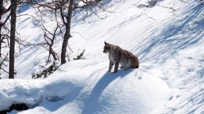 Tunceli'de yiyecek arayan vaak grntlendi