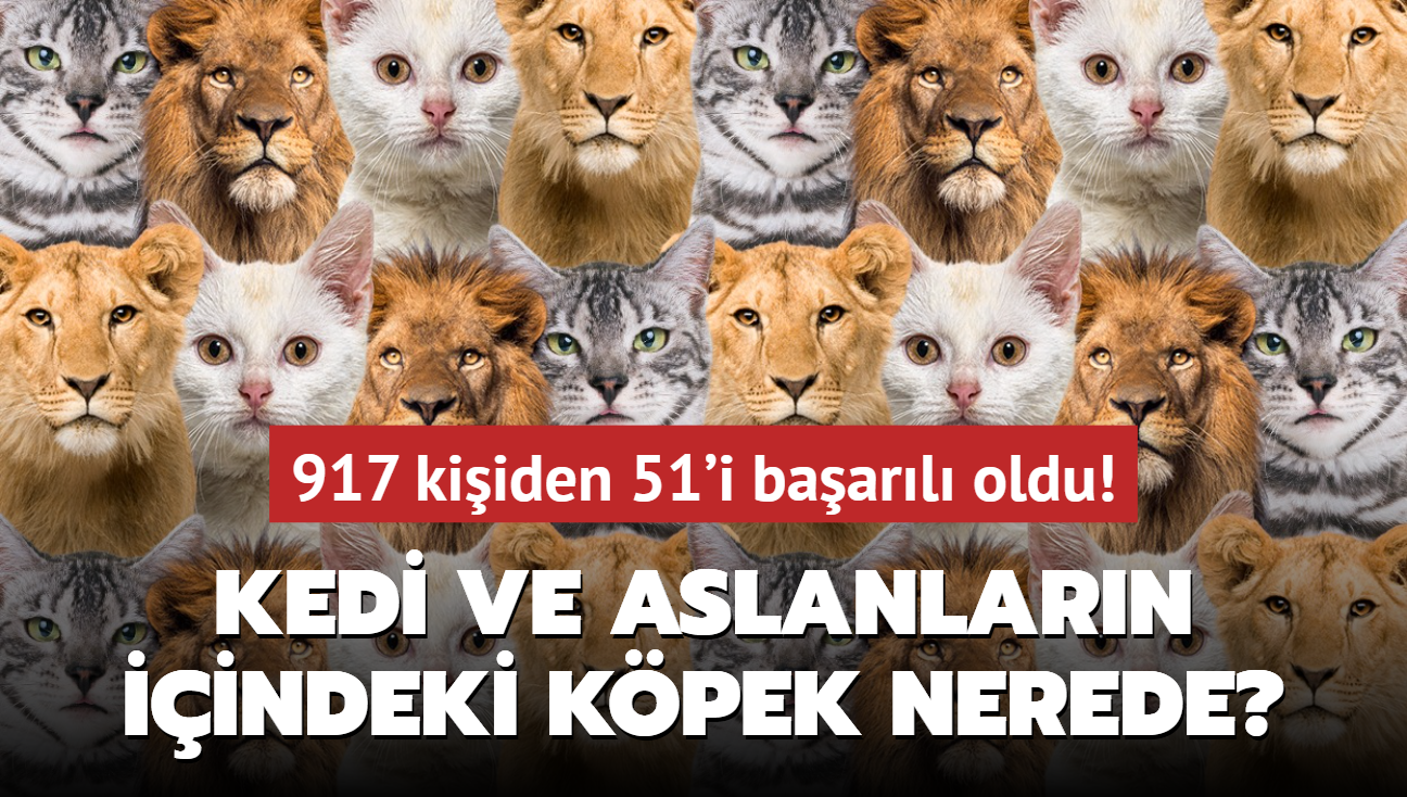 Zeka testi: Kedi ve aslanlarn iinde bulunan kpek nerede" 917 kiiden 51'i baarl oldu