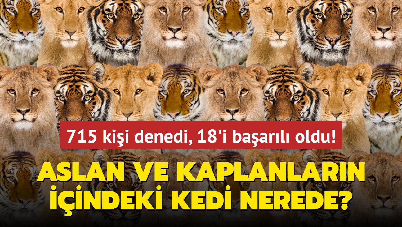 Zeka testi: Aslan ve kaplanlarn iinde bulunan kedi nerede" 715 kii denedi, 18'i baarl oldu