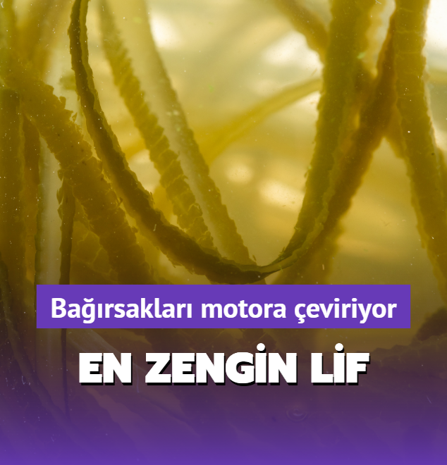 En zengin lif onda! Barsaklar motor gibi altryor