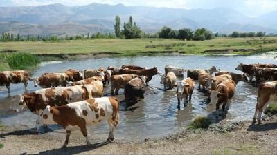 oban bulunamyor... Maa 60 bin bavuran yok!