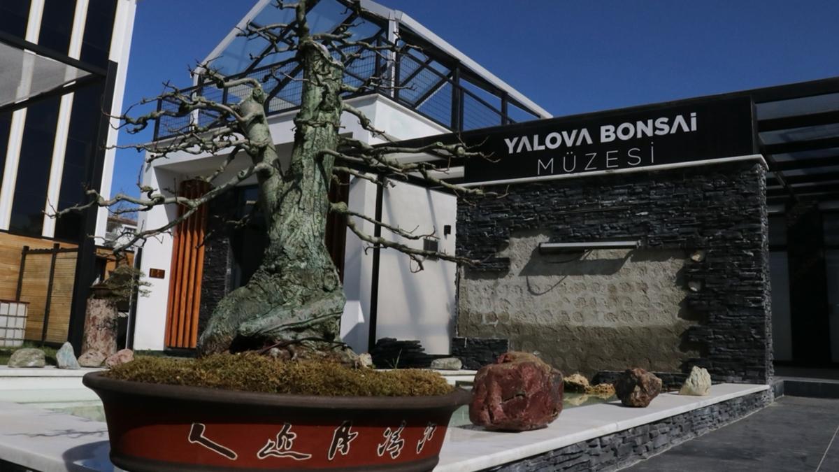 Avrupa'dan dll Yalova Bonsai Mzesi'nde 2025 yl hedefi 10 bin ziyareti