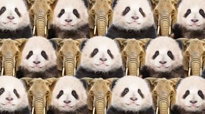 Zeka testi: Panda ve fillerin iindeki kedi nerede? 781 kiiden 17'si baarl oldu
