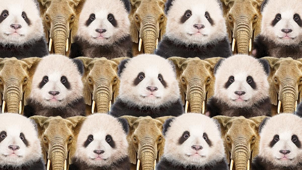 Zeka testi: Panda ve fillerin iindeki kedi nerede" 781 kiiden 17'si baarl oldu