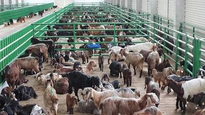 Kkba hayvanclk destekleme bavurular balad