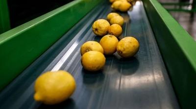 Limon ihracat durduruldu