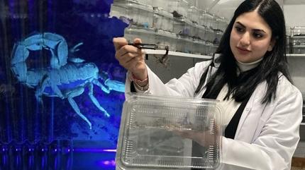 Duyan ok oluyor! 18 yanda mavi akrep yetitirdi, kendi iini kurdu! 3 bin adet akrebi var