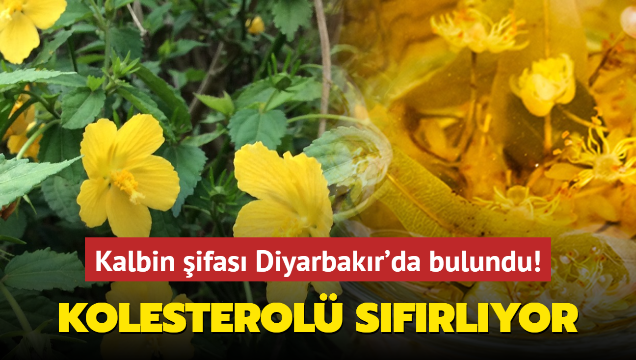 Kalbin ifas Diyarbakr'da bulundu! Gnde 1 bardak yetiyor: Damarda biriken kolesterol temizliyor