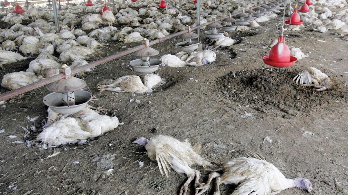 Kovid-19'u nceden tahmin etmiti.... nl bilim yazarndan yeni uyar! Bir sonraki pandemiyi aklad