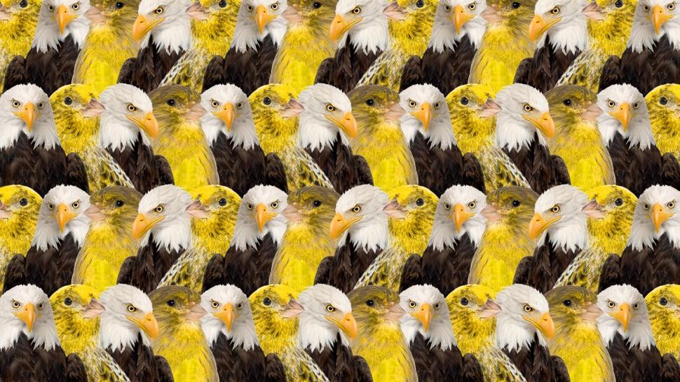 Zeka testi: Kartal ve kanaryalarn arasndaki aslan nerede? 728 kii denedi 18'i baarl oldu