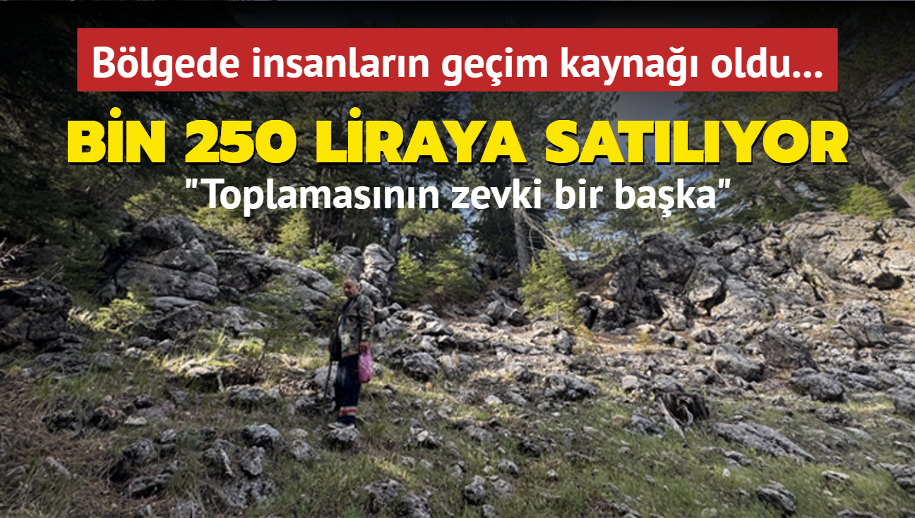 Blgede insanlarn geim kayna oldu... Bin 250 liraya satlyor: Toplamasnn zevki bir baka