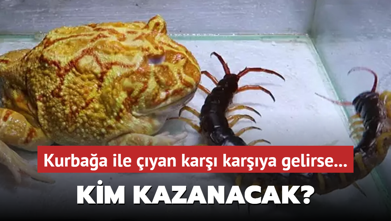 Kim kazanacak? Kurbağa ile çıyan karşı karşıya gelirse...