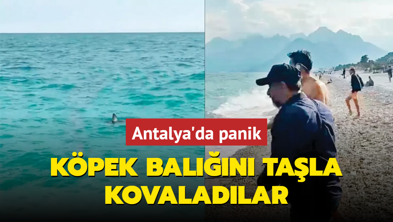 Kpek baln tala kovaladlar... Antalya'da panik