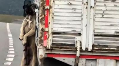 O grntlere tepki yamt: Kpein sahibinden aklama geldi
