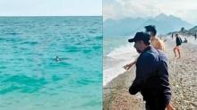 Kpek baln tala kovaladlar... Antalya'da panik