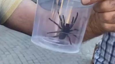 Elaz'da dev etil rmcek panii! Vatandalar ne yapacaklarn ard
