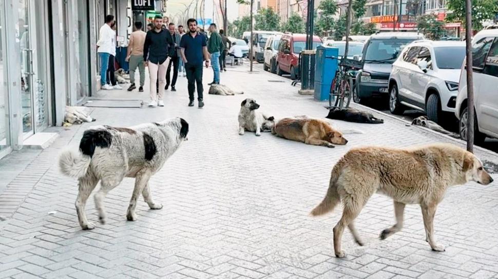 AYM'den sahipsiz kpek yasasna onay