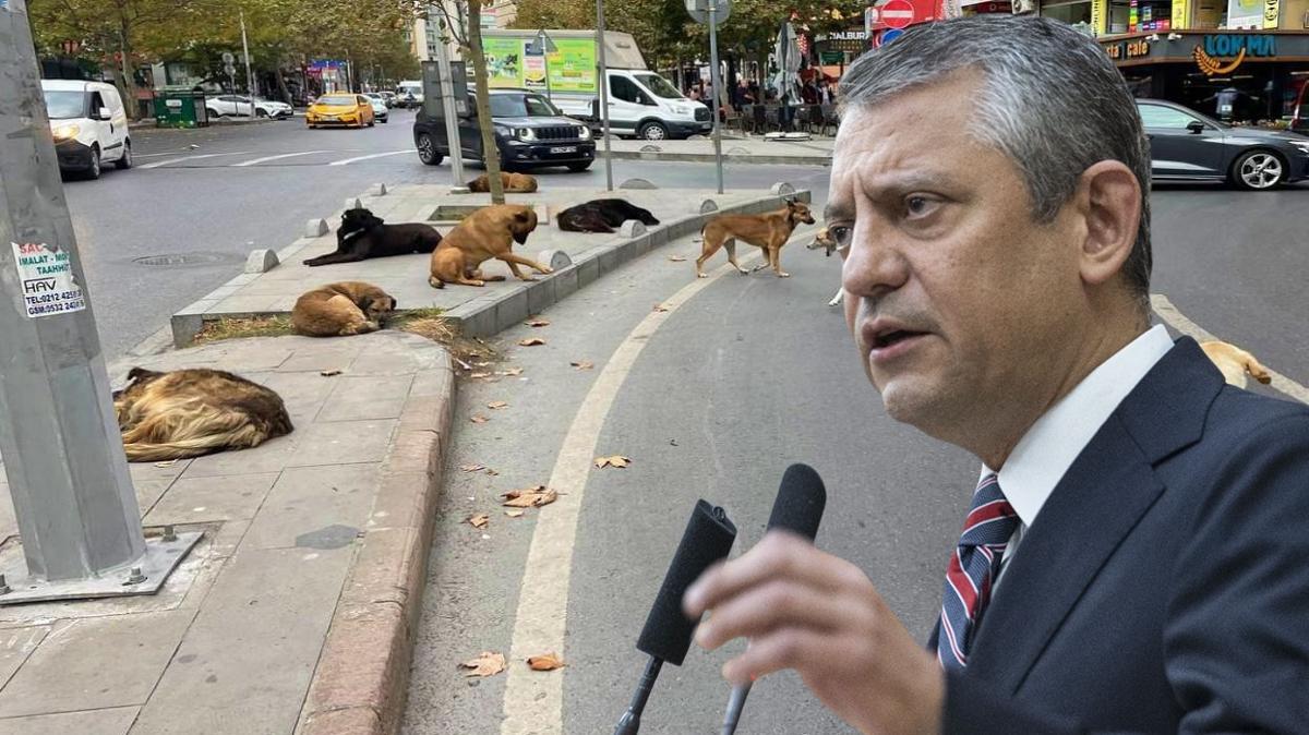 Babo kpeklere sahip kt... zgr zel'den skandal aklama