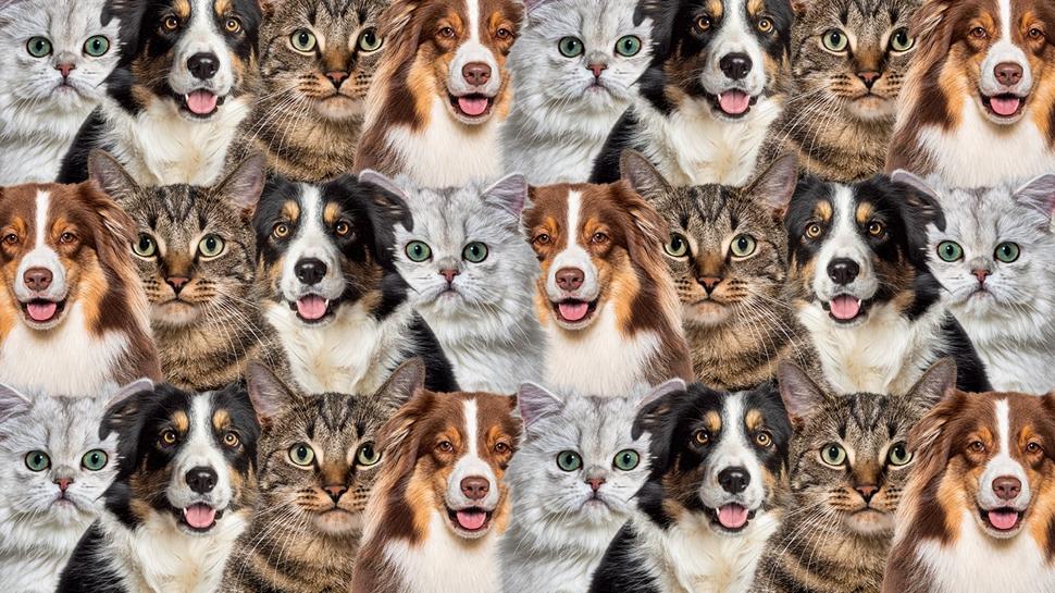 Zeka testi: Kedi ve kpeklerin arasnda yer alan aslan nerede? 712 kiiden 32'si baarl oldu