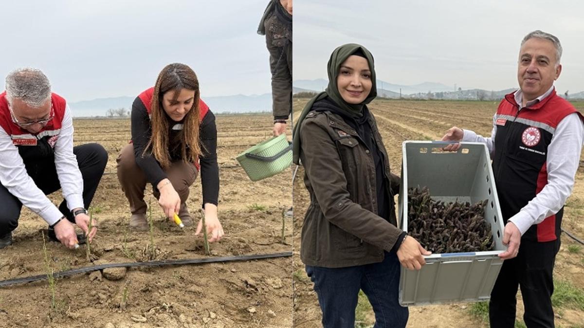 Yurt dndan talep yadran bitki! Hem su istemiyor hem bakm kolay! Hedef ihracat