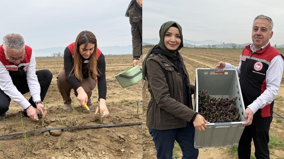 Yurt dndan talep yadran bitki! Hem su istemiyor hem bakm kolay! Hedef ihracat
