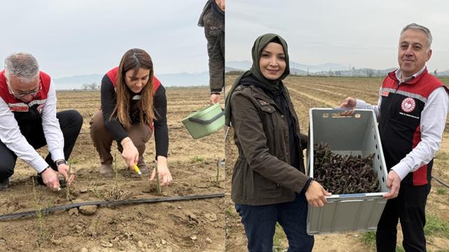 Yurt dndan talep yadran bitki! Hem su istemiyor hem bakm kolay! Hedef ihracat