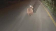 Yol ortasnda ay srprizi! Cep telefonuyla grntlendi
