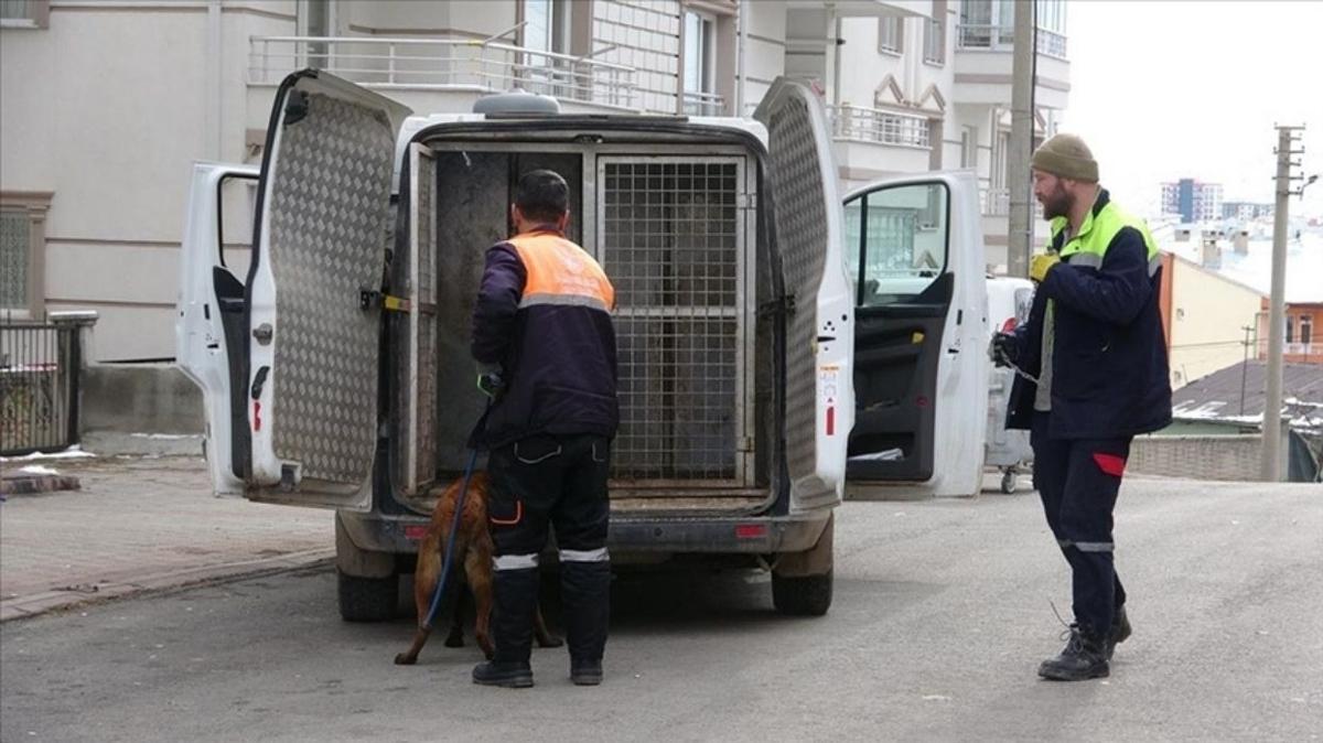 Valilik harekete geti: Sivas'ta babo kpekler toplatld