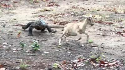Komodo ejderinin kei av! Vahi doann acmasz yz